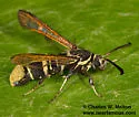 Western Oakgall Clearwing - Hodges#2609 - photo 3