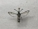 Western Oakgall Clearwing - Hodges#2609 - photo 4