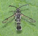 Western Oakgall Clearwing - Hodges#2609 - photo 5