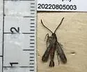 Carmenta rubricincta - Hodges#2610 - photo 2