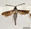 Carmenta subaerea - Hodges#2611