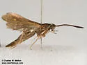 Carmenta subaerea - Hodges#2611 - photo 3