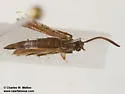 Carmenta subaerea - Hodges#2611 - photo 4