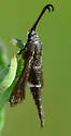 Carmenta suffusata - Hodges#2612 - photo 3