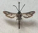 Carmenta suffusata - Hodges#2612 - photo 4
