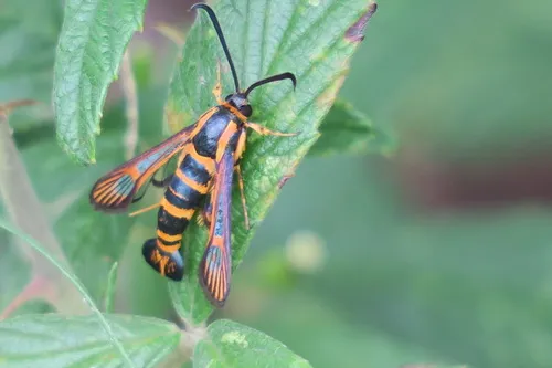 Texana Clearwing Moth - Hodges#2614 - Carmenta texana
