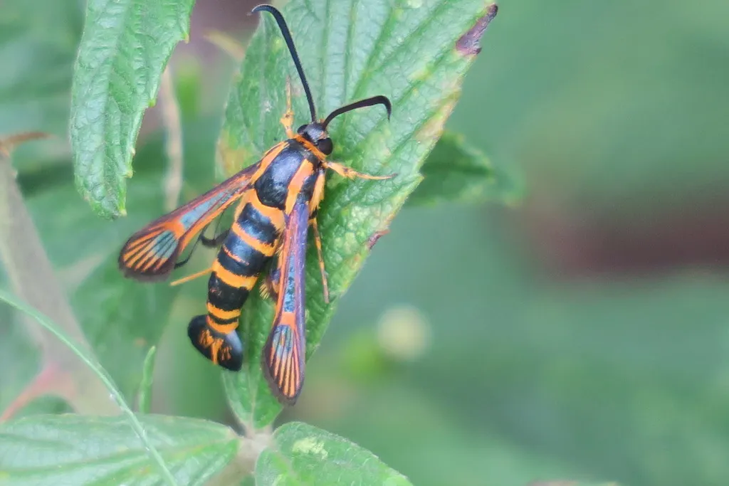 Texana Clearwing Moth - Hodges#2614 - photo 2