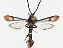 Carmenta tildeni - Hodges#2617.1 - Carmenta tildeni