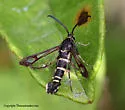 Carmenta tildeni - Hodges#2617.1 - photo 2