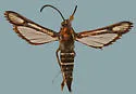 Carmenta verecunda - Hodges#2615
