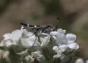 Carmenta verecunda - Hodges#2615 - photo 3