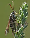 Carmenta verecunda - Hodges#2615 - photo 4