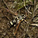 Carmenta wellerae - Hodges#2617 - photo 2