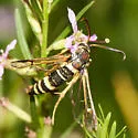 Carmenta wellerae - Hodges#2617 - photo 3