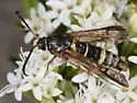 Carmenta wellerae - Hodges#2617 - photo 4