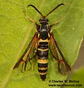 Carmenta wellerae - Hodges#2617 - photo 5
