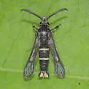Carmenta wielgusi - Hodges#2615.1 - Carmenta wielgusi