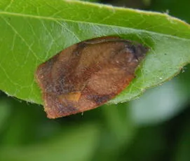 Carnation Tortrix - Cacoecimorpha pronubana
