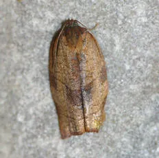 Carnation Tortrix - photo 2