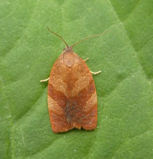 Carnation Tortrix - photo 3