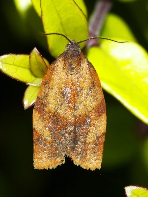 Carnation Tortrix - photo 4