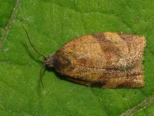 Carnation Tortrix - photo 5