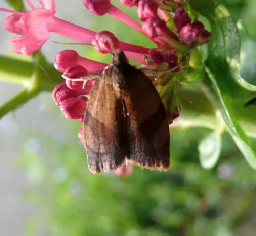 Carnation Tortrix - photo 6