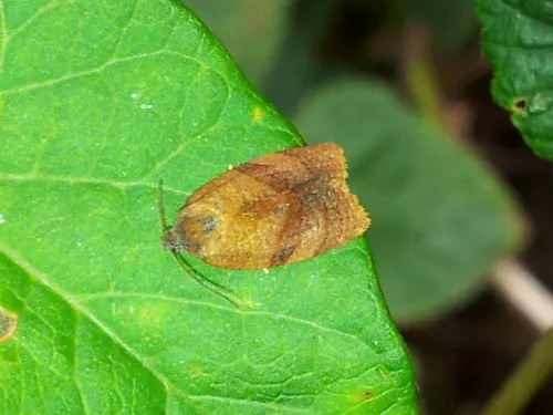 Carnation Tortrix - photo 7