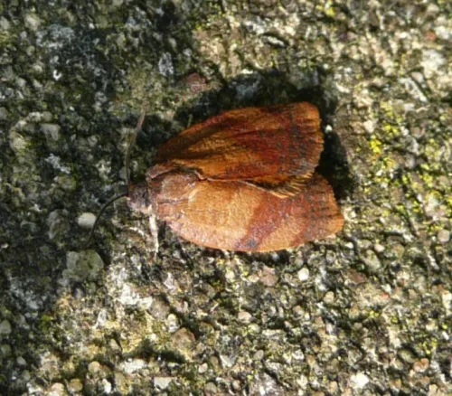 Carnation Tortrix - photo 8