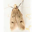 Carolana ascriptella - Hodges#1062 - Carolana ascriptella
