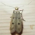 Carolana ascriptella - Hodges#1062 - photo 3