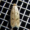Carolana ascriptella - Hodges#1062 - photo 4