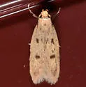 Carolana ascriptella - Hodges#1062 - photo 5