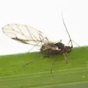 Carolinaia howardii - photo 3