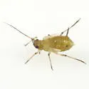 Carolinaia howardii - photo 5