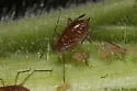 Sumac-grass Aphid