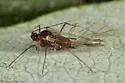 Sumac-grass Aphid - photo 2