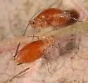 Sumac-grass Aphid - photo 3