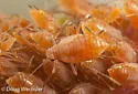 Sumac-grass Aphid - photo 4
