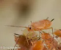 Sumac-grass Aphid - photo 5