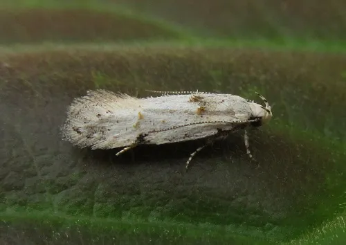 Carpatolechia alburnella