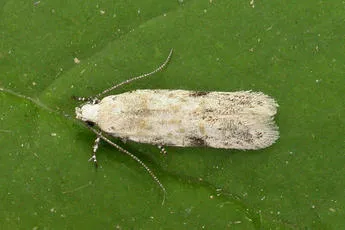 Carpatolechia alburnella - photo 2