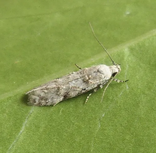 Carpatolechia alburnella - photo 3