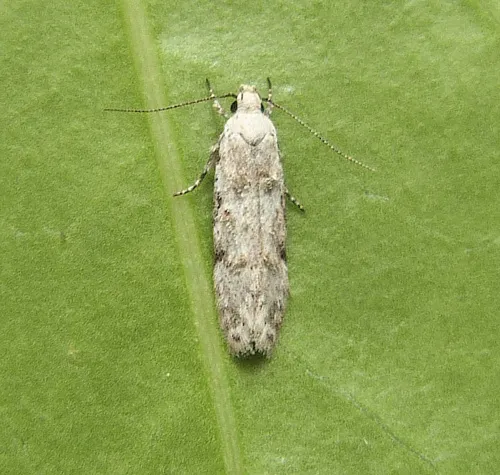 Carpatolechia alburnella - photo 4