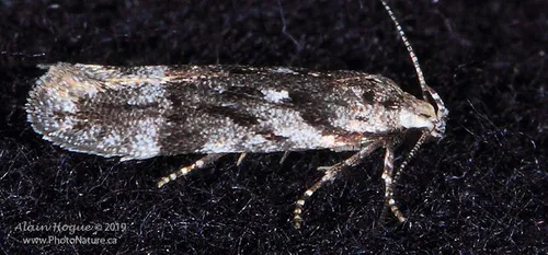 Carpatolechia belangerella - Hodges#1869