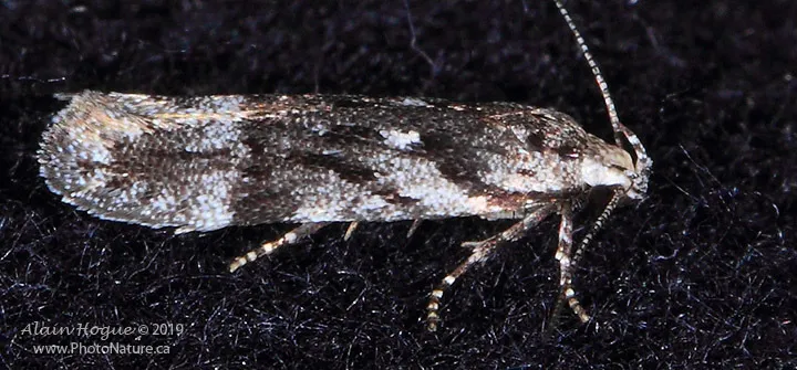 Carpatolechia belangerella - Hodges#1869 - photo 2