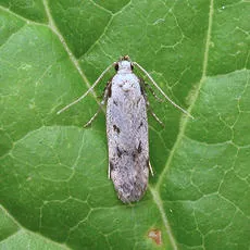 Carpatolechia decorella