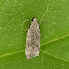 Carpatolechia decorella - photo 2
