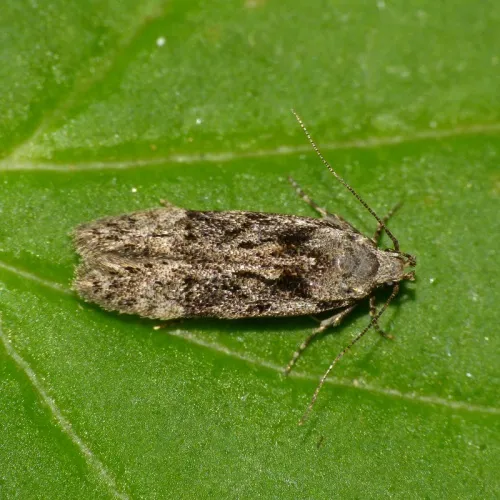 Carpatolechia fugitivella