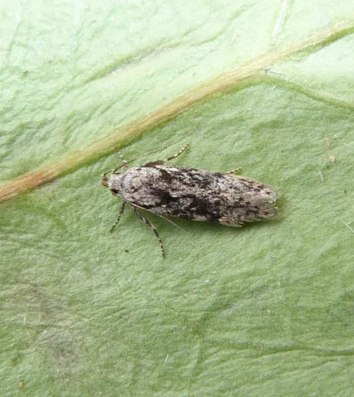 Carpatolechia fugitivella - photo 2